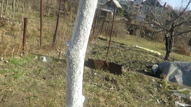 Хурма, после зимы, открываю. Саратовская область. смотреть онлайн