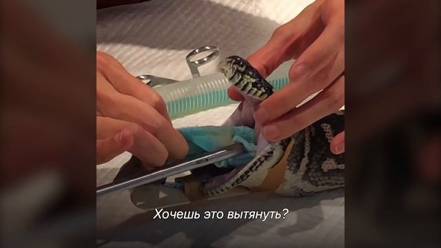 Питон Проглотил Что-то Огромное. Даже Ветеринары Такого Не Ожидали! смотреть онлайн