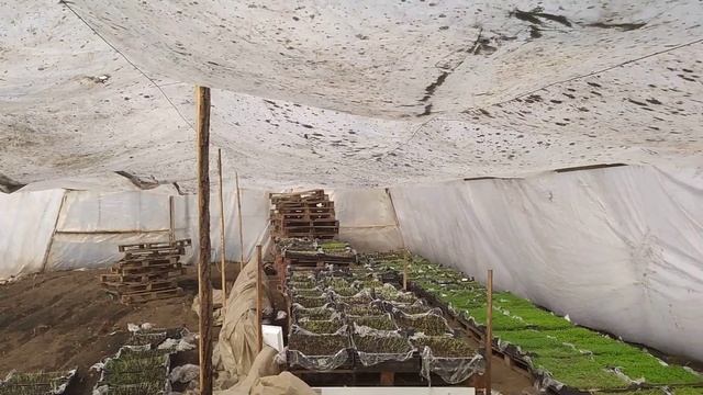 ОБЯЗАТЕЛЬНО ПОДСУШИВАЕМ ЯЩИКИ С РАССАДОЙ ПОСЛЕ ПОЛИВА ИДЕАЛЬНО ПОМОГАЕТ ВУЛКАНО