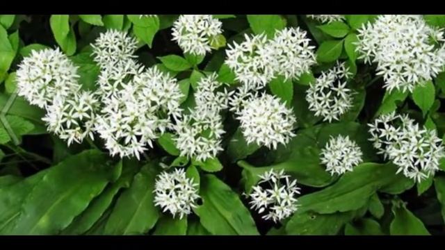 Лук медвежий Allium ursinum смотреть онлайн