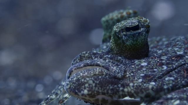 Осьминог и мимикрия смотреть онлайн