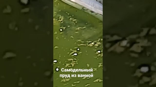 Пруд из обычной ванной на участке с карасями)пруд на участкепруд своими рукамипруд на даче