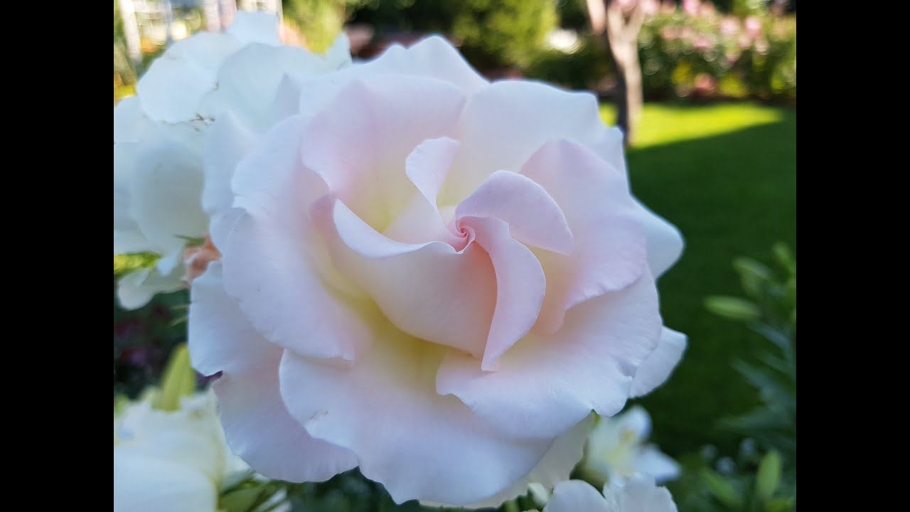 АПРЕЛЬ-важное сейчас! Как и когда открывать РОЗЫ. Чем обработать и подкормить растения ВЕСНОЙ. смотреть онлайн