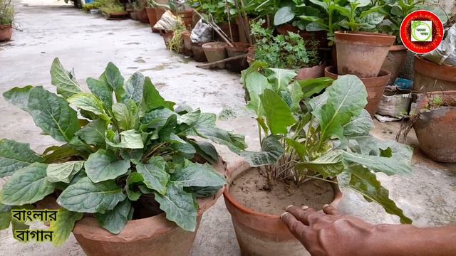 Gerbera plant care in rainy season||Gerbera plant ki care kaise karna hai|| смотреть онлайн