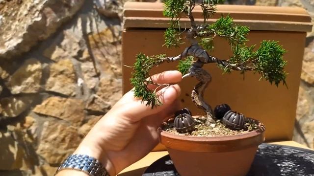 Бонсай из можжевельника Итоигава. Секреты формирования можжевельника бонсай смотреть онлайн
