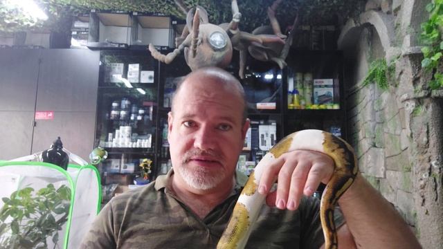 10 MOTIVOS PARA VOCÊ TER UMA BALL PYTHON (Python regius) смотреть онлайн