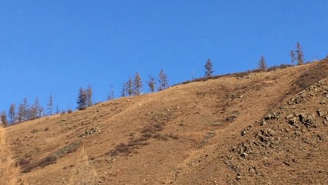 Изюбри на Киркуне смотреть онлайн