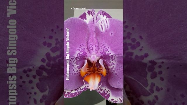 Фаленопсис Биг Синголо 'Викторио' (Phalaenopsis Big Singolo 'Victorio') смотреть онлайн