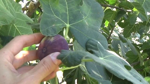 Cад Инжира в Турции, Ficus Trees Orchard, Aydin, Turkey смотреть онлайн