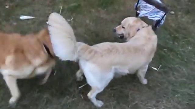Luck il provoaca la joaca pe Aksel , Luck asking Aksel to play with him смотреть онлайн