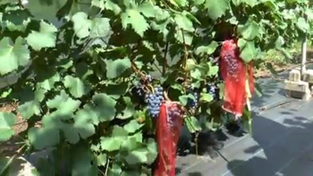 Экспедиция по садам и виноградникам Д В, участок Науменко И Е , г Арсеньев, 23 08 2021 г смотреть онлайн