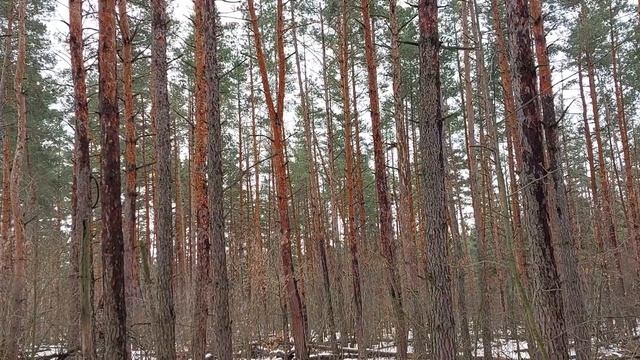Вороной Конь,Виноградная Лоза,Виноградные ветви. смотреть онлайн