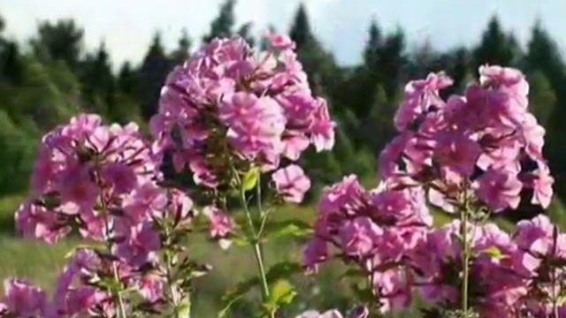 Цветы 2012 -танго- Flowers 2012 -tango- смотреть онлайн
