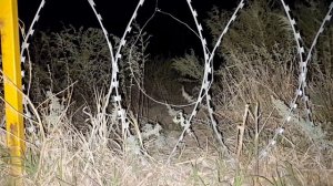 Ловля зайца на петли.