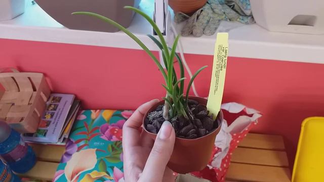 Новые орхидеи. Laelia lundii var coerulea смотреть онлайн