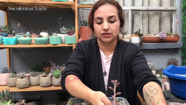 Arreglos de suculentas para regalar en un día muy especial смотреть онлайн
