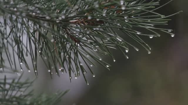 Дождливый день