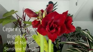 Махровые гиппеаструмы ?Velvet Nymph? Bright Nymph?