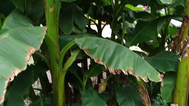 Outdoors Bananas fruiting without frost protection in Germany (Musa basjoo) смотреть онлайн