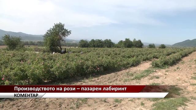 Агрокоментар: Производството на рози – пазарен лабиринт, автор: Валентина Спасова смотреть онлайн