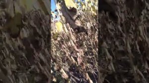 Подсолнечник Сузука от Syngenta