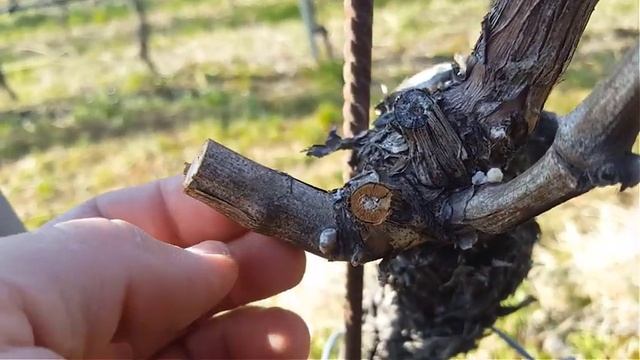 Vinič a ohýbanie či viazanie смотреть онлайн