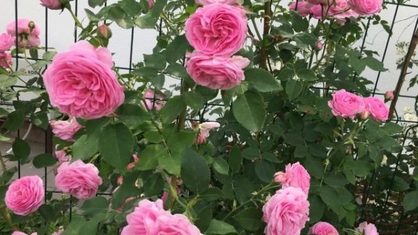 Роза Louise Odier (Луи одье)