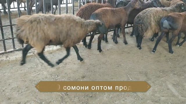 оптом бозор душанбе нархи арзон 17.09.19 не пропустите ✔️?? нархи гусфандхо смотреть онлайн