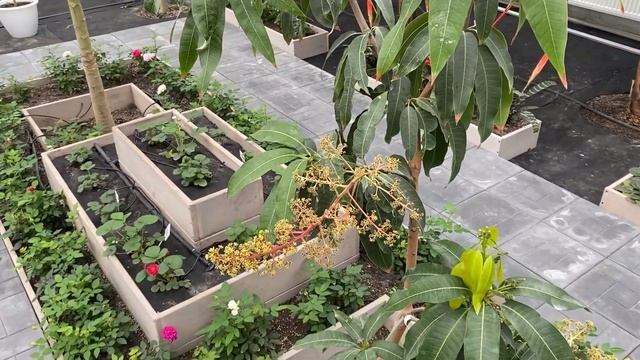 ?ЗИМНИЙ САД? | ОБЗОР РАСТЕНИЙ? | ЦВЕТЕНИЕ ?ПАПАЙ И БАНАНА?!!! смотреть онлайн