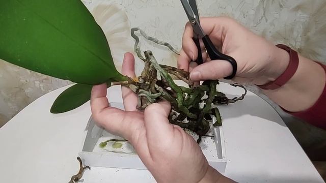 Реанимация Орхидеи Pinif./Какие препараты помогли/ Укоренение в Открытой системе смотреть онлайн