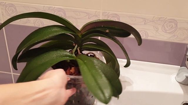 Янтарная кислота и нашатырный спирт для орхидей - стимулятор роста и цветения орхидей смотреть онлайн