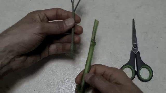 INCREDIBILE! POMODORO E PATATA NASCONO DA UNA SOLA PIANTA! INNESTALI ED OTTERRAI UN RISULTATO SUPER смотреть онлайн