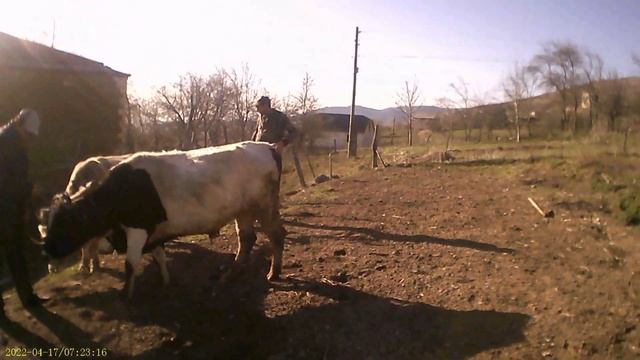 Весенняя пахота огорода на быках. смотреть онлайн