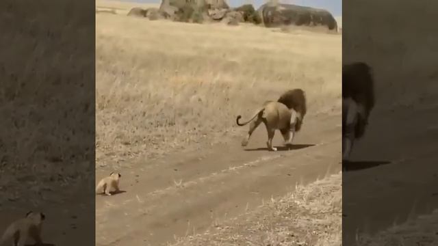 ЛЕВ И ЕГО ЛЬВЯТА. смотреть онлайн