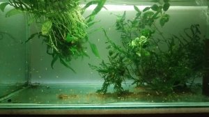 Все о разведение Тернеций. Нерест, выращивание мальков.