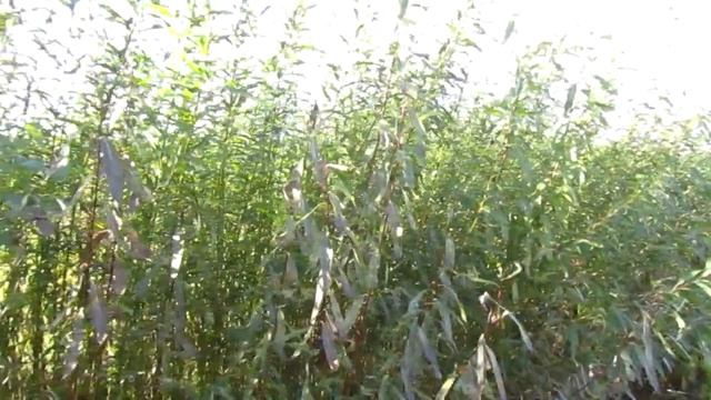 Сорт ивы "остролистная" смотреть онлайн