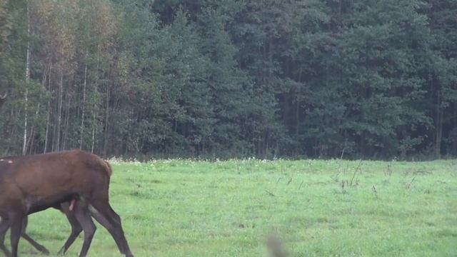 Ритуальное поведение оленей во время гона. Трейлер смотреть онлайн