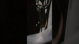 scania генератор не даёт заряд аккумуляторам