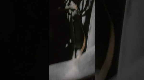 scania генератор не даёт заряд аккумуляторам