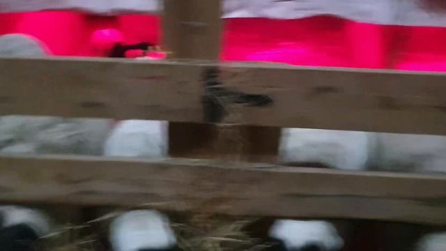 Племенной Дорпер в Беларуси.Генофонд Дорпер +375296554488#dorpersheep #dorper #дорпер #ram #dorper смотреть онлайн