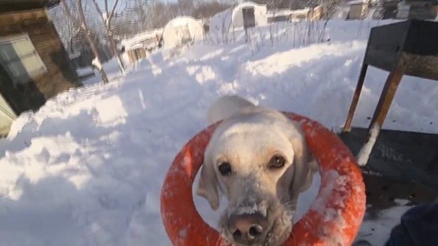 Рождественские шашлыки из баранины смотреть онлайн