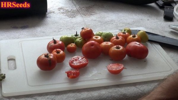 ⟹ Oregon Spring Tomato | Solanum lycopersicum | Tomato Review