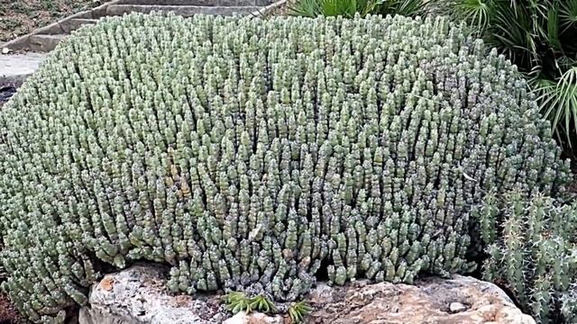 САМОЕ ЖГУЧЕЕ РАСТЕНИЕ НА ПЛАНЕТЕ смотреть онлайн