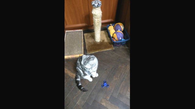 Смешное и забавное видео для детей. Спинер и кошка. смотреть онлайн