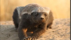 Медоед. Бесстрашный зверь.