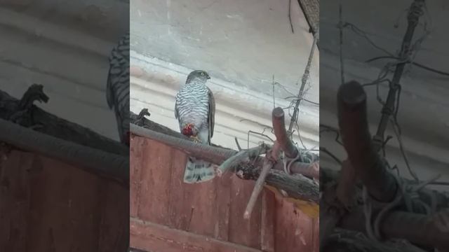 Ястреб перепелятник в курятнике поймал воробья. смотреть онлайн