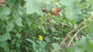 Йошта- вкусный гибрид черной смородины и крыжовника!