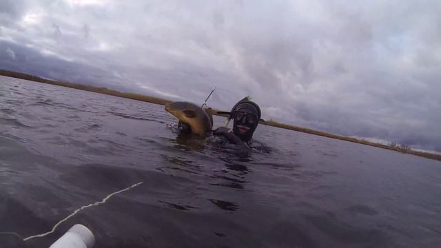 Дикий карп 5кг смотреть онлайн