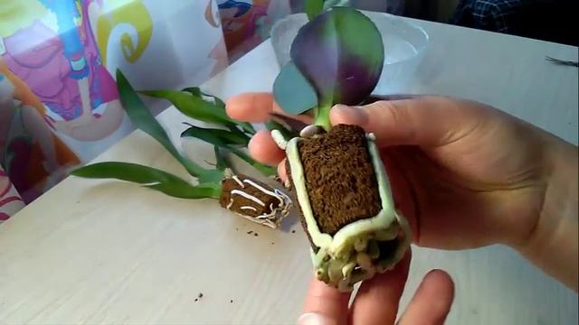 Посылка с КАМБРИЯМИ подростками орхидей смотреть онлайн