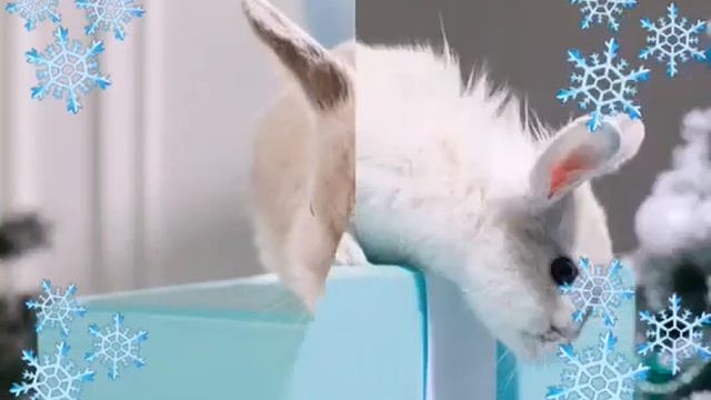 Кролики фото цена в Москве, 8(916)702-11-08